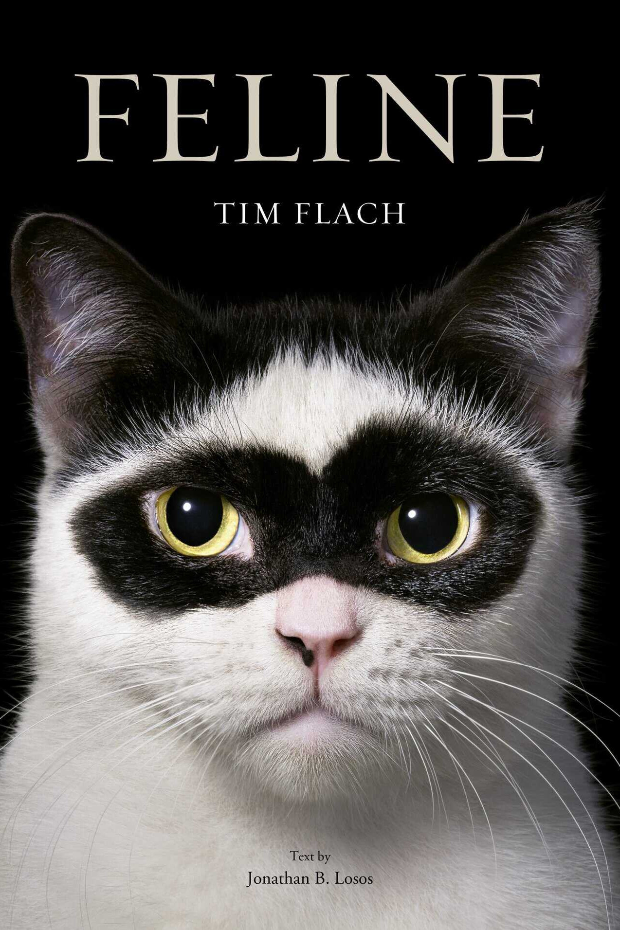 Feline