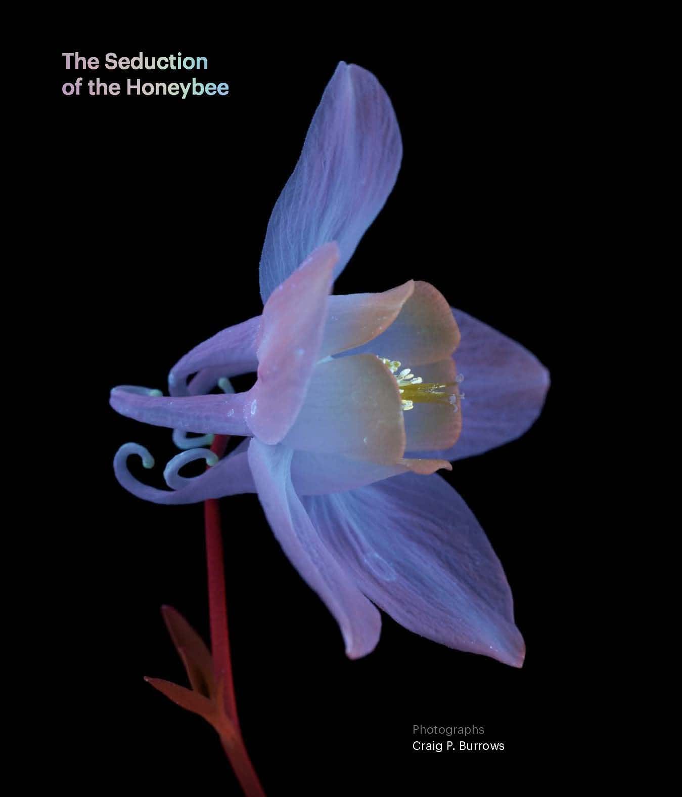 Seduction of the Honey Bee